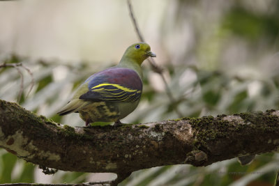 Sri Lanka Green Pigeon - Treron pompadora