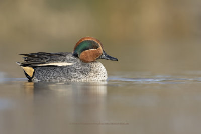 Green-winged Teal  - Anas crecca