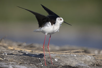 Black-winged stilt - Himantopus himantopus