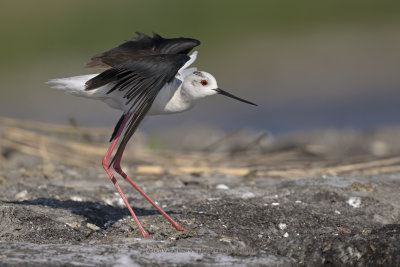 Black-winged stilt - Himantopus himantopus