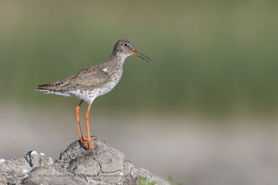 Redshank - Tringa totanus