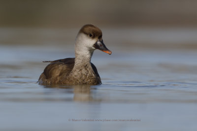 Red-crested Pochard - Netta rufina