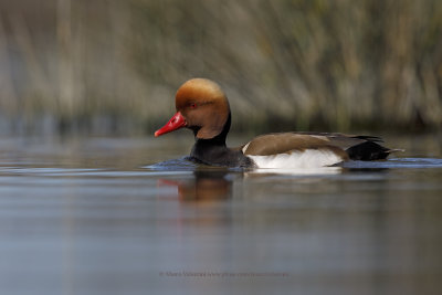 Red-crested Pochard - Netta rufina