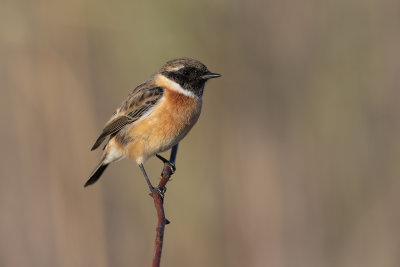 Eurasian Stonechat - Saxicola rubicola