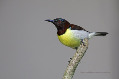 Purple-rumped Sunbird - Nectarinia zeylanica