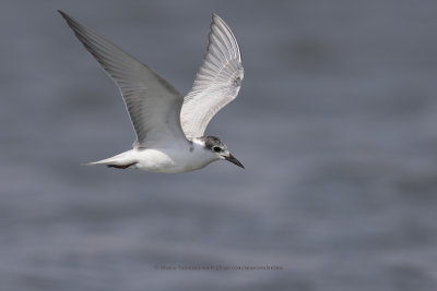 Whiskered tern - Chlidonias hybridus