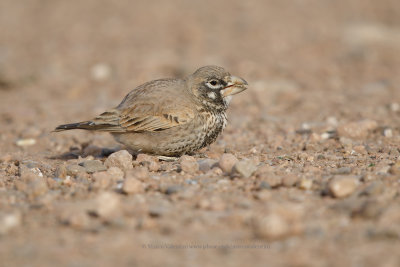 Thick-billed lark - Ramphocoris clotbey