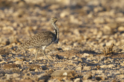 African Houbara - Chlamydotis undulata