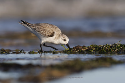 Sanderling - Calidris alba