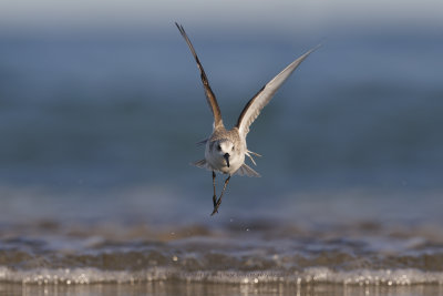 Sanderling - Calidris alba