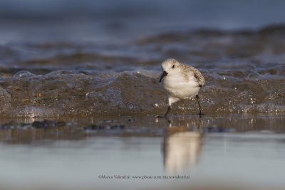 Sanderling - Calidris alba