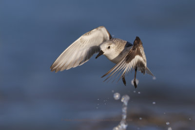 Sanderling - Calidris alba