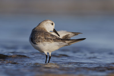 Sanderling - Calidris alba