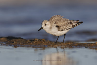 Sanderling - Calidris alba