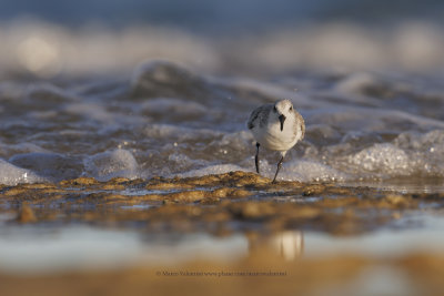 Sanderling - Calidris alba