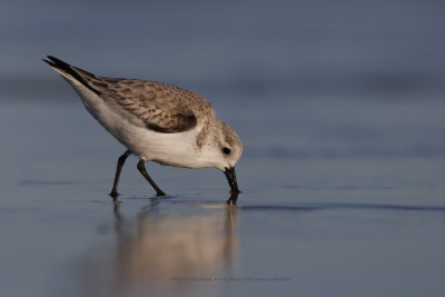 Sanderling - Calidris alba