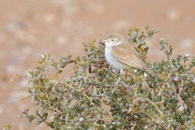 African Desert Warbler - Sylvia deserti