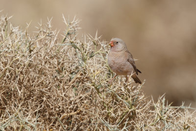 Trumpeter Finch - Bucanetes githagineus