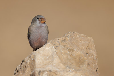 Trumpeter Finch - Bucanetes githagineus