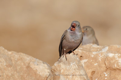 Trumpeter Finch - Bucanetes githagineus