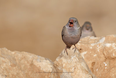 Trumpeter Finch - Bucanetes githagineus