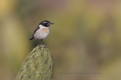 Fuerteventura Chat - Saxicola dacotiae