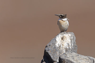 Fuerteventura Chat - Saxicola dacotiae