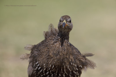 Cape francolin - Pternistis capensis