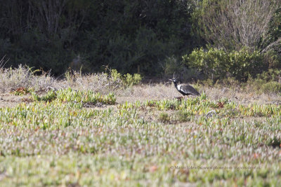 Southern Black Korhaan- Afrotis afra