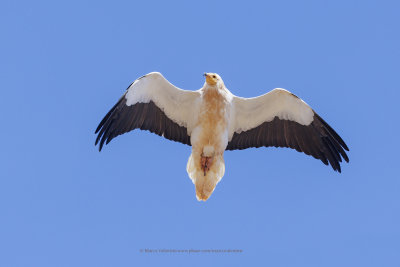 Egyptian vulture - Neophron percnopterus