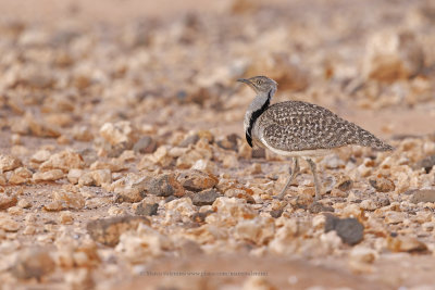 African Houbara - Chlamydotis undulata