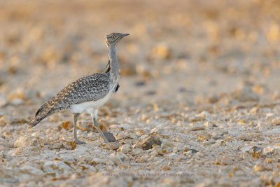 African Houbara - Chlamydotis undulata