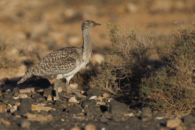 African Houbara - Chlamydotis undulata