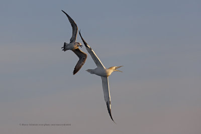 Northern Gannet - Morus bassanus