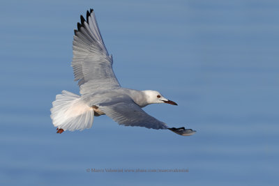 Slender-billed gull - Larus genei