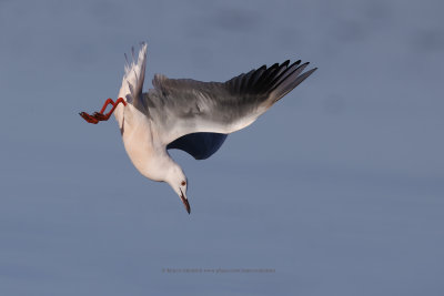 Slender-billed gull - Larus genei
