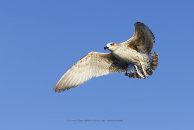 Yellow-legged Gull - Larus michahellis