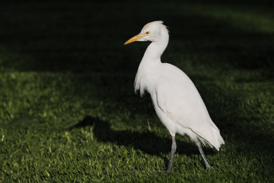 Western Cattle egret - Bubulcul ibis