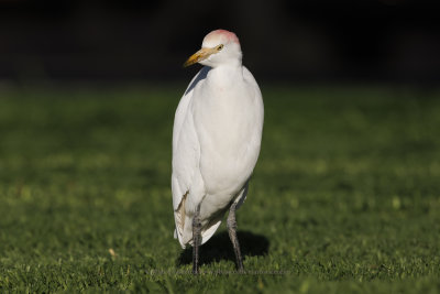 Western Cattle egret - Bubulcul ibis