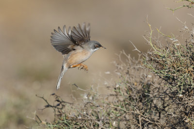 Spectacled warbler - Sylvia conspicillata