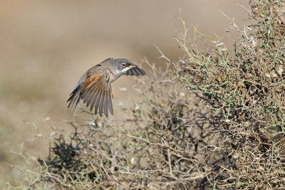 Spectacled warbler - Sylvia conspicillata