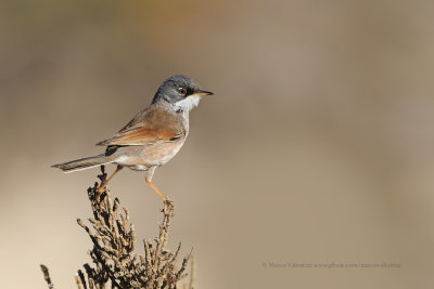 Spectacled warbler - Sylvia conspicillata