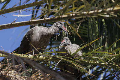 Hadada ibis - Bostrychia hagedash