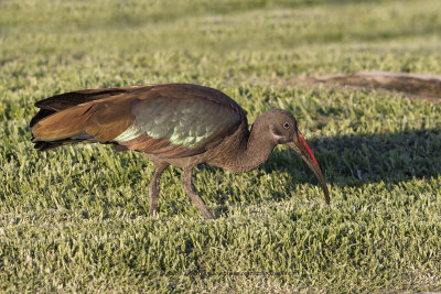 Hadada ibis - Bostrychia hagedash