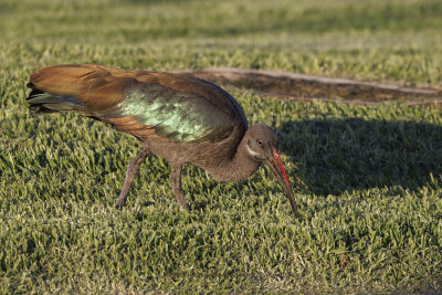 Hadada ibis - Bostrychia hagedash