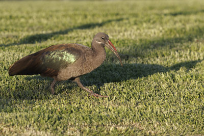 Hadada ibis - Bostrychia hagedash