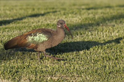 Hadada ibis - Bostrychia hagedash