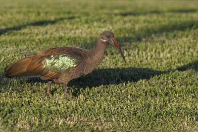 Hadada ibis - Bostrychia hagedash