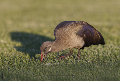 Hadada ibis - Bostrychia hagedash