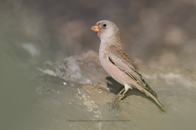Trumpeter Finch - Bucanetes githagineus